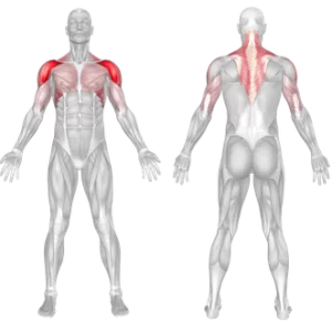 Dumbbell shoulder press muscle worked