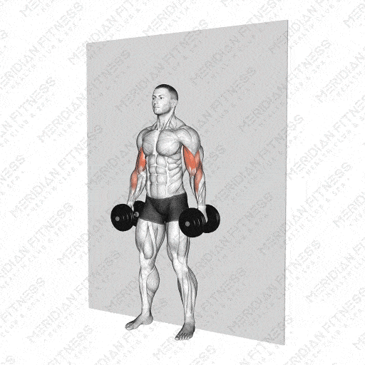 Dumbbell Alternate Hammer Curl