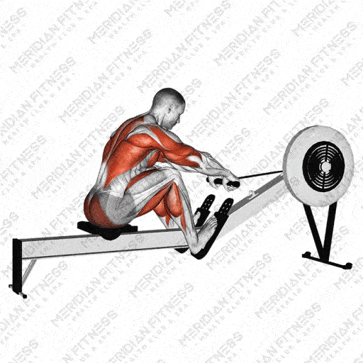 Rowing Machine Exercise
