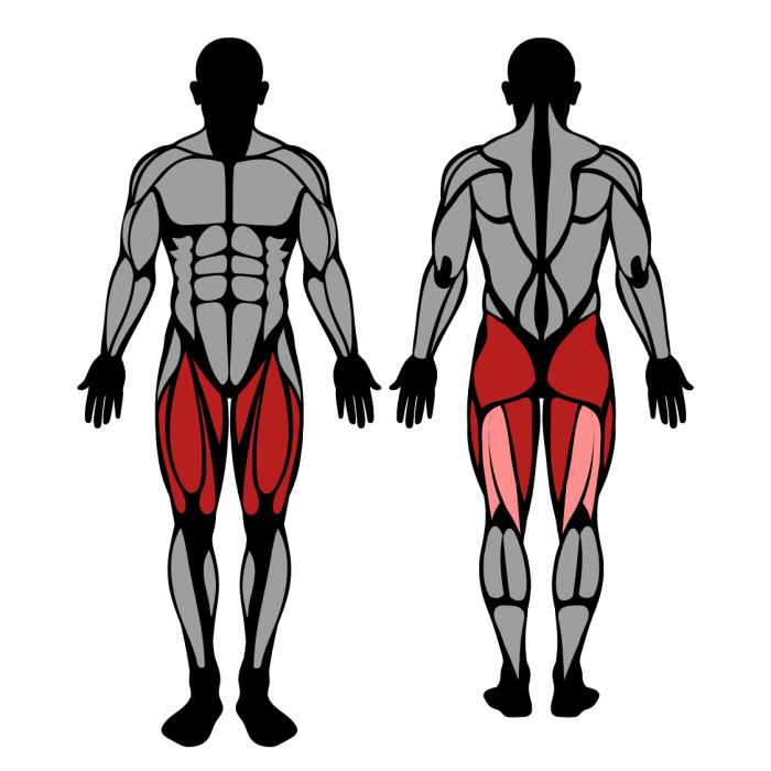 Muscles worked in dumbbell step ups