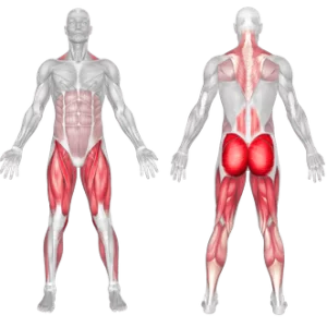 Deadlift Muscles Worked