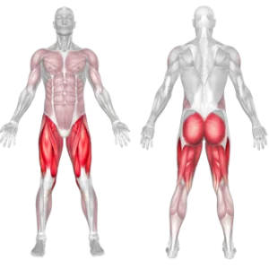MUSCLES WORKED IN GOBLET SQUATS