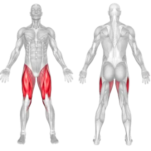 Muscles worked in leg extension