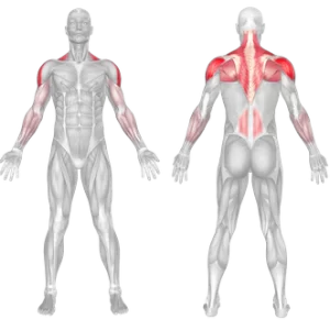 Muscles worked in cable face pulls