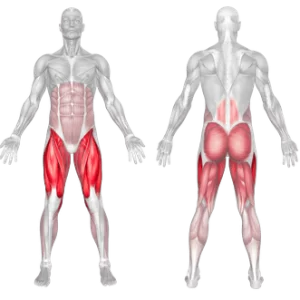 Squat muscles worked