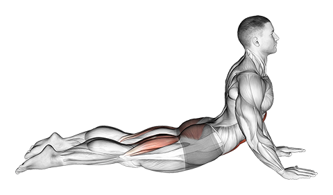 Cobra Yoga Pose Muscles