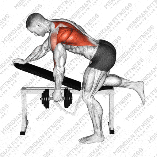 Dumbbell Bent Over Row Single Arm