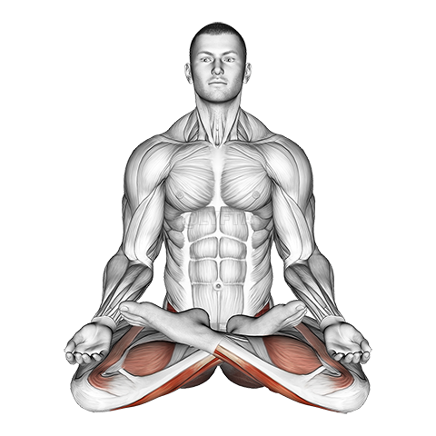lotus yoga muscles