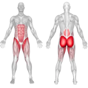 Hip thrust muscles worked